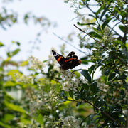 Atalanta-vlinder met opengevouwen vleugels rust op een tros witte bloemen.
