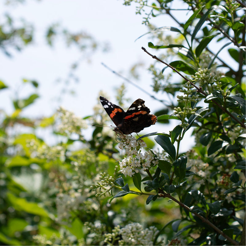 Atalanta-vlinder met opengevouwen vleugels rust op een tros witte bloemen.