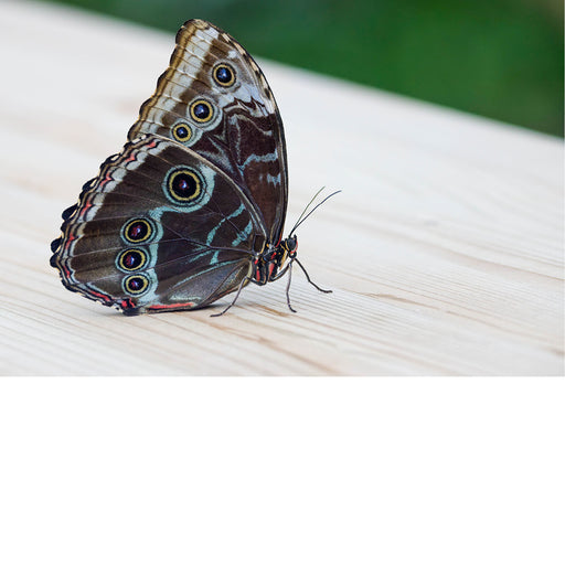 Wanneer de vlinder stilzit met gesloten vleugels ,lijkt hij op een dood blad 