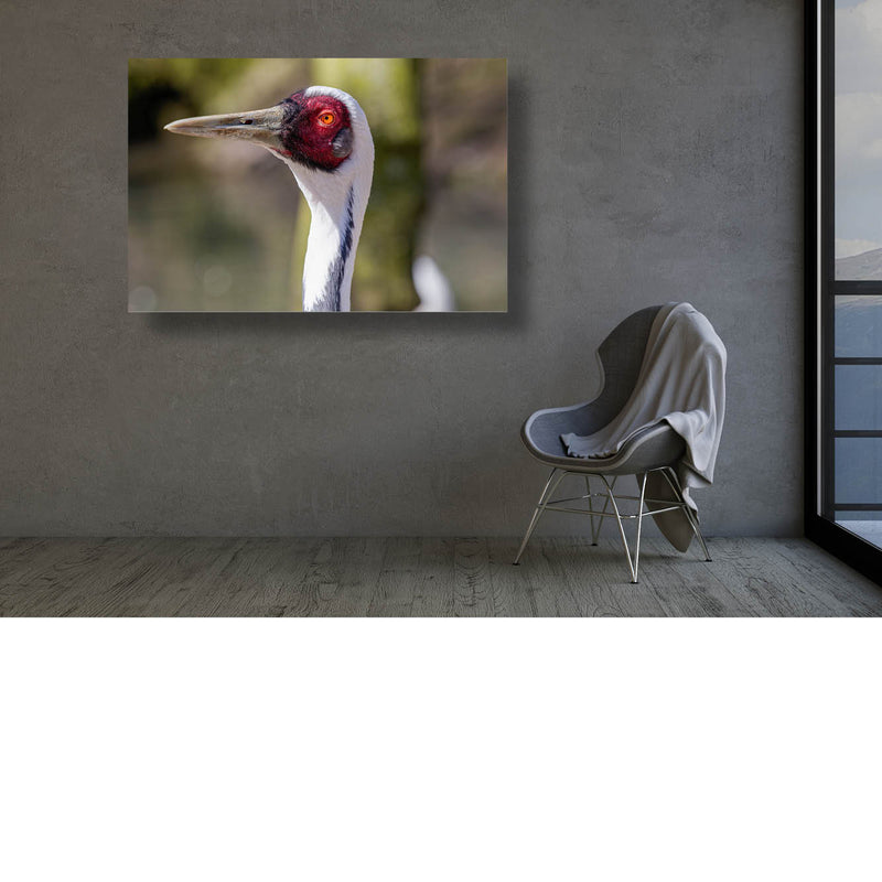 Witnekkraanvogel