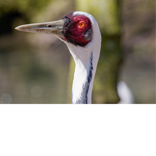 Opvallend gezicht : de vogel heeft een grote ,onbehaarde rode vlek rondom het oog 