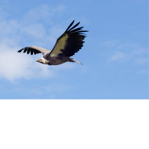 De Andescondor (Vultur gryphus) een van de grootste vliegende vogels 