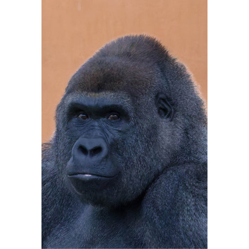 De gorilla kijkt met een kalme , maar indringende blik vooruit 