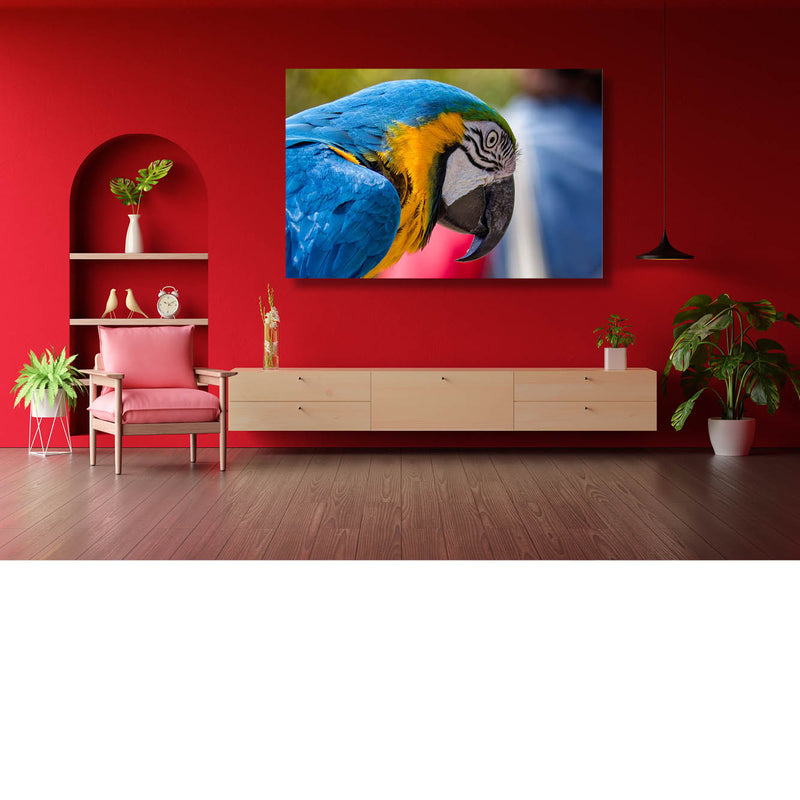 Blauw gele ara