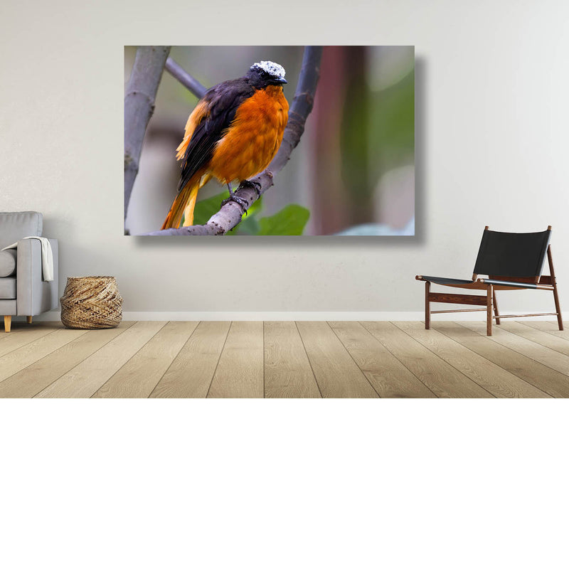 Oranje menievogel