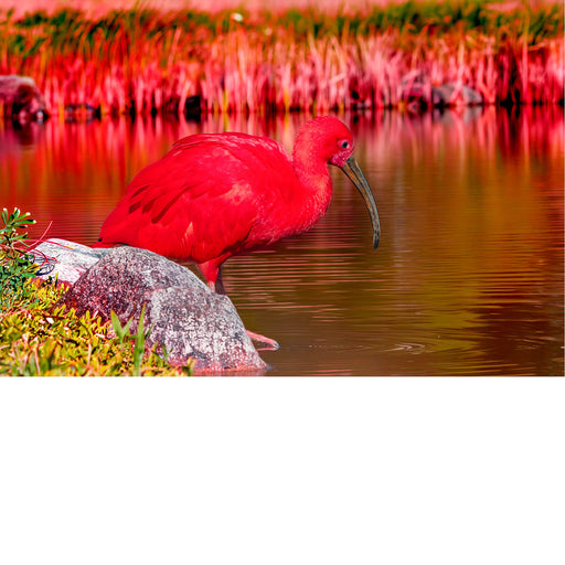 De volwassen vogel is vrijwel volledig scharlakenrood 