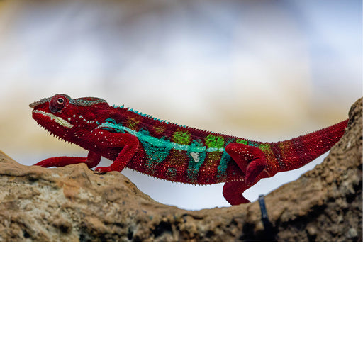 Panterkameleon een van de meest kleurrijke reptielen 