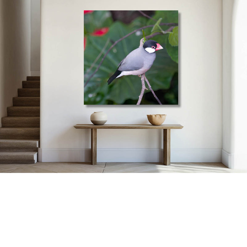 Rijstvogel