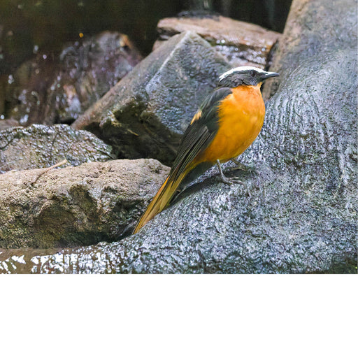 Het zijn vogels die vaak op de grond foerageren naar insecten 