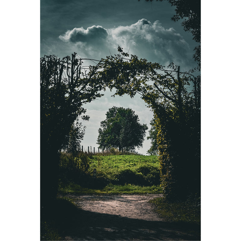 Een foto die ik heb genomen in West-Vlaanderen, in het hartje van Heuvelland. Een opgroeiende haag vormt samen met overdrijvende wolk een mooi kader rond een forse boom.