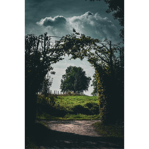 Een foto die ik heb genomen in West-Vlaanderen, in het hartje van Heuvelland. Een opgroeiende haag vormt samen met overdrijvende wolk een mooi kader rond een forse boom.