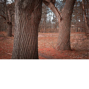 Deze foto maakte ik in de oude boomgaard van het domein Hobos in  de Belgische gemeente Pelt. De bevreemdende vormen in het verweerde hout van de boomstammen en het schijnsel van een herfstzon, zorgen voor een authentieke sfeer.