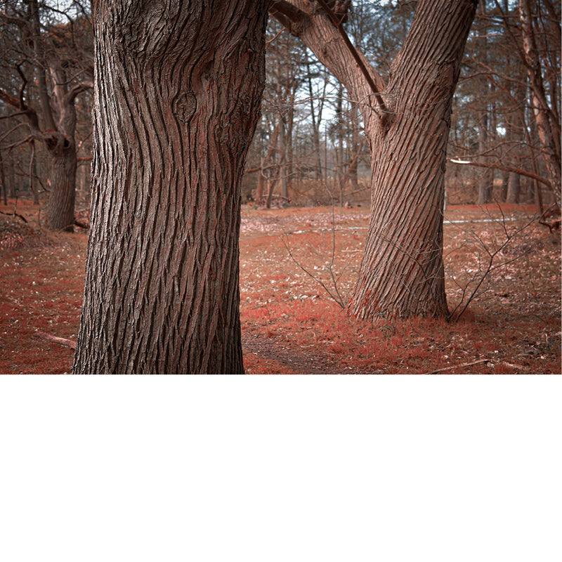 Deze foto maakte ik in de oude boomgaard van het domein Hobos in  de Belgische gemeente Pelt. De bevreemdende vormen in het verweerde hout van de boomstammen en het schijnsel van een herfstzon, zorgen voor een authentieke sfeer.