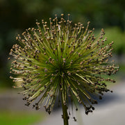 Allium Giganteum, Reuze ajuin, plantentuin Meise