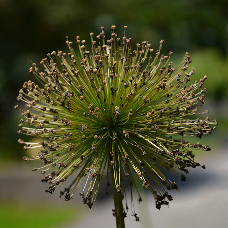 Allium Giganteum, Reuze ajuin, plantentuin Meise