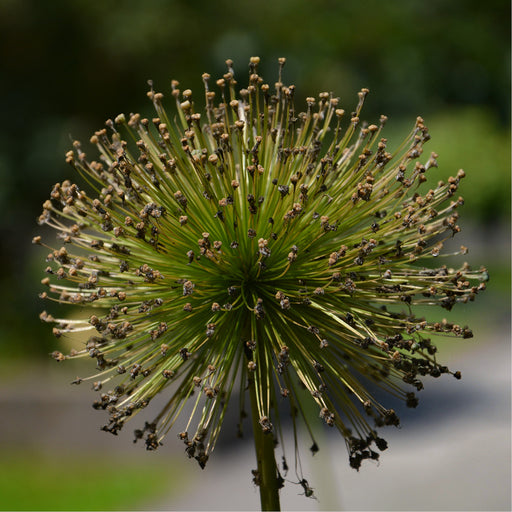 Allium Giganteum, Reuze ajuin, plantentuin Meise