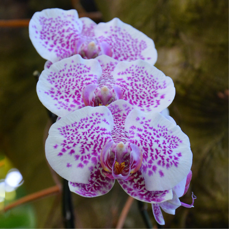 Orchidee tak tentoonstelling Plantentuin Meise