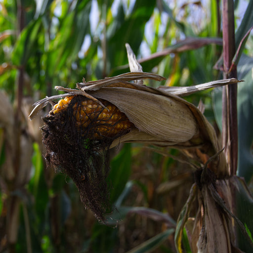Maiskolf klaar voor gehakseld te worden, Meise