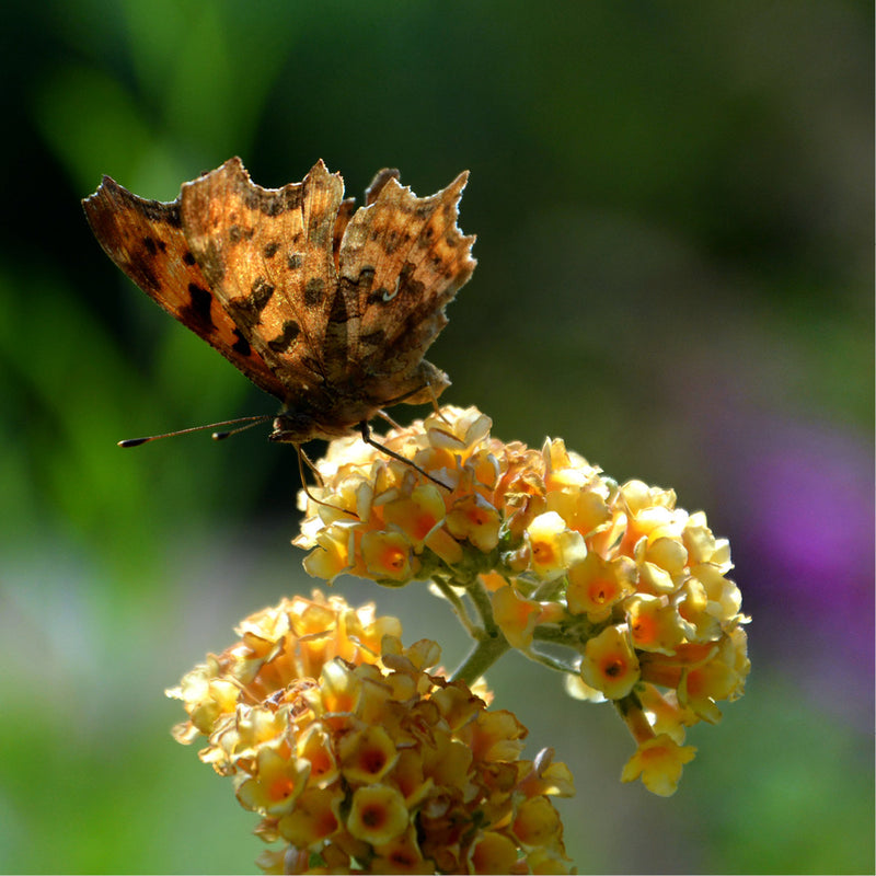 Gehakkelde aurelia op bloemen Plantentuin Meise