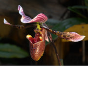 Paphiopedilum Orchidee tentoonstelling in Plantentuin Meise