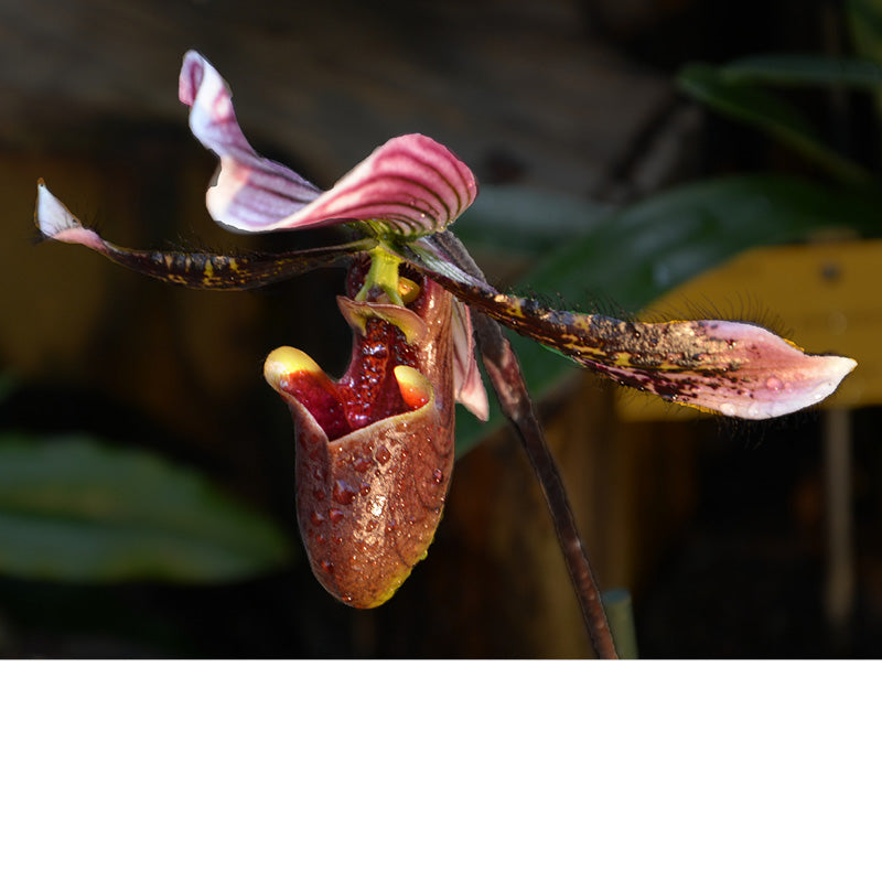 Paphiopedilum Orchidee tentoonstelling in Plantentuin Meise