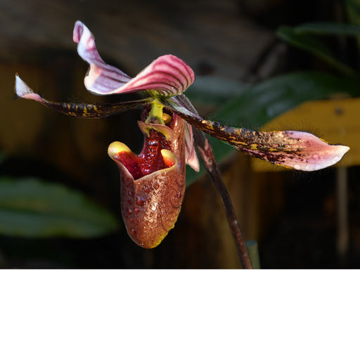 Paphiopedilum Orchidee tentoonstelling in Plantentuin Meise
