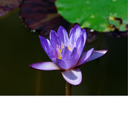 Purpere waterlelie Plantentuin Meise