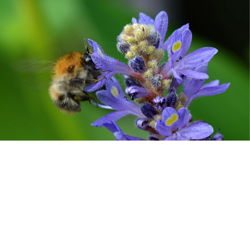 Bij op bloem in tuin