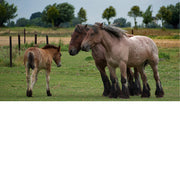 Brabants trekpaarden met veulen De Paardenwei Oostburg