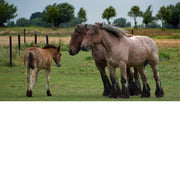 Brabants trekpaarden met veulen De Paardenwei Oostburg