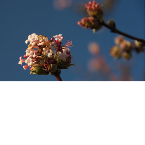 Bloesem van de Sneewbal of Viburnum