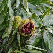 Castagne bolster die op uitbasten staat