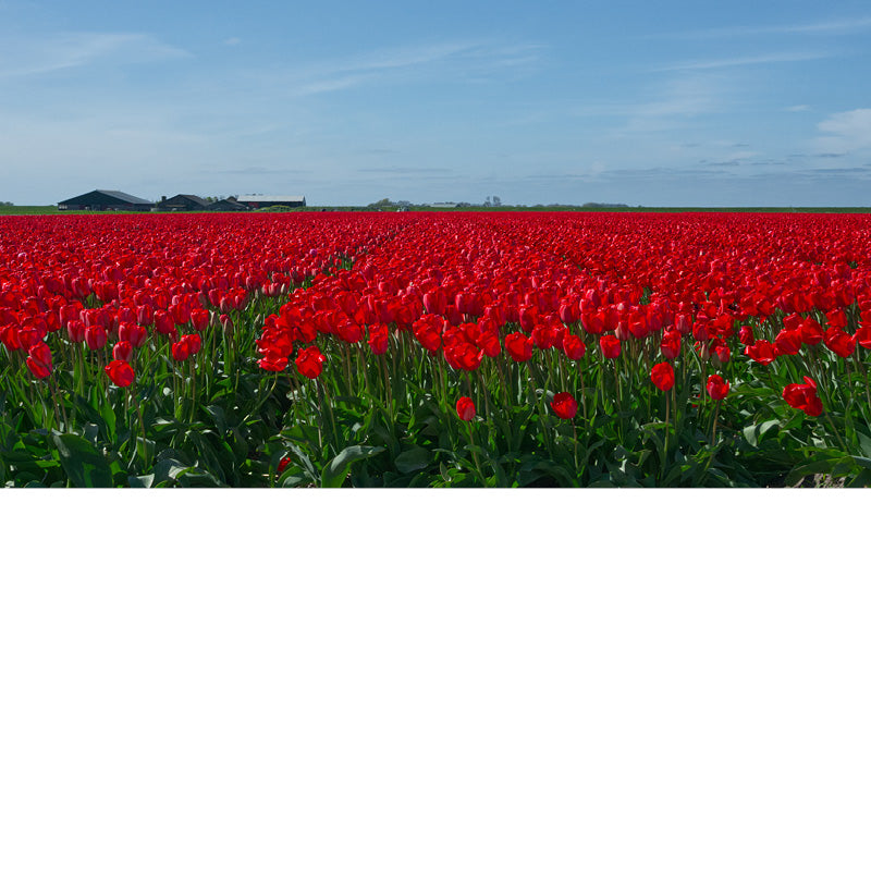 Tulpen veld op Texel