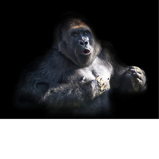 Pairi Daiza gorillas