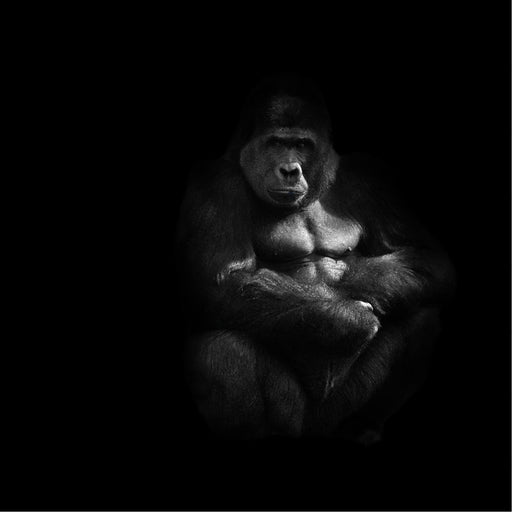 Pairi Daiza gorillas