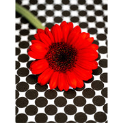 macro-opname van een rode margriet op een zwart-witte ondergrond