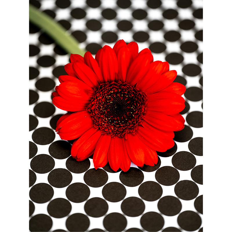 macro-opname van een rode margriet op een zwart-witte ondergrond