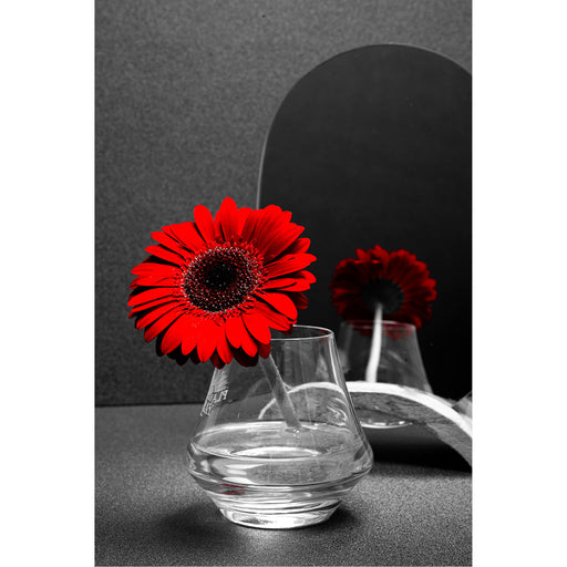 macro-opname van een rode margriet gereflecteerd in een spiegel met zwarte achtergrond 