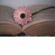 Stilleven van wetboek met roze margriet