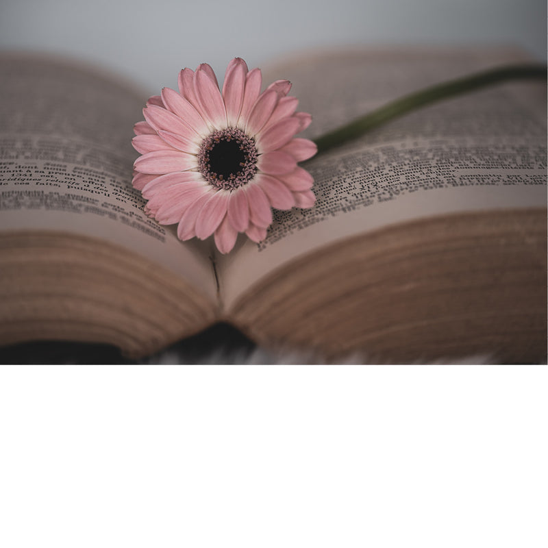 Stilleven van wetboek met roze margriet