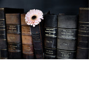 Stilleven van rij wetboeken met roze margriet