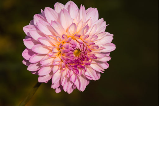 macrofoto van een prachtige Dahlia in roze tinten