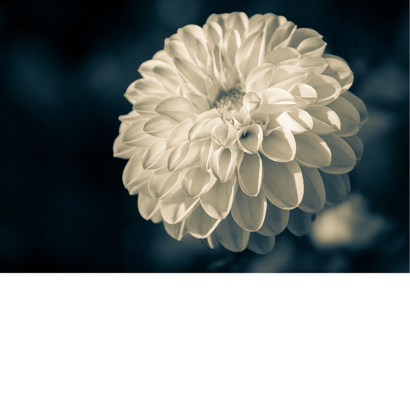 macrofoto van een mooie Dahlia in zwart-wit