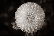 macrofoto van een mooie Dahlia in zwart-wit