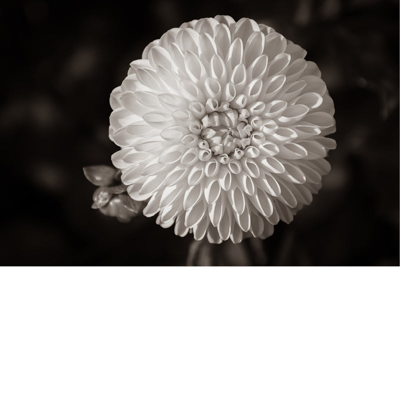macrofoto van een mooie Dahlia in zwart-wit