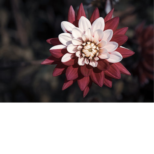 macrofoto van een mooie Dahlia in roze tinten