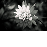 macrofoto van een mooie Dahlia in zwart-wit