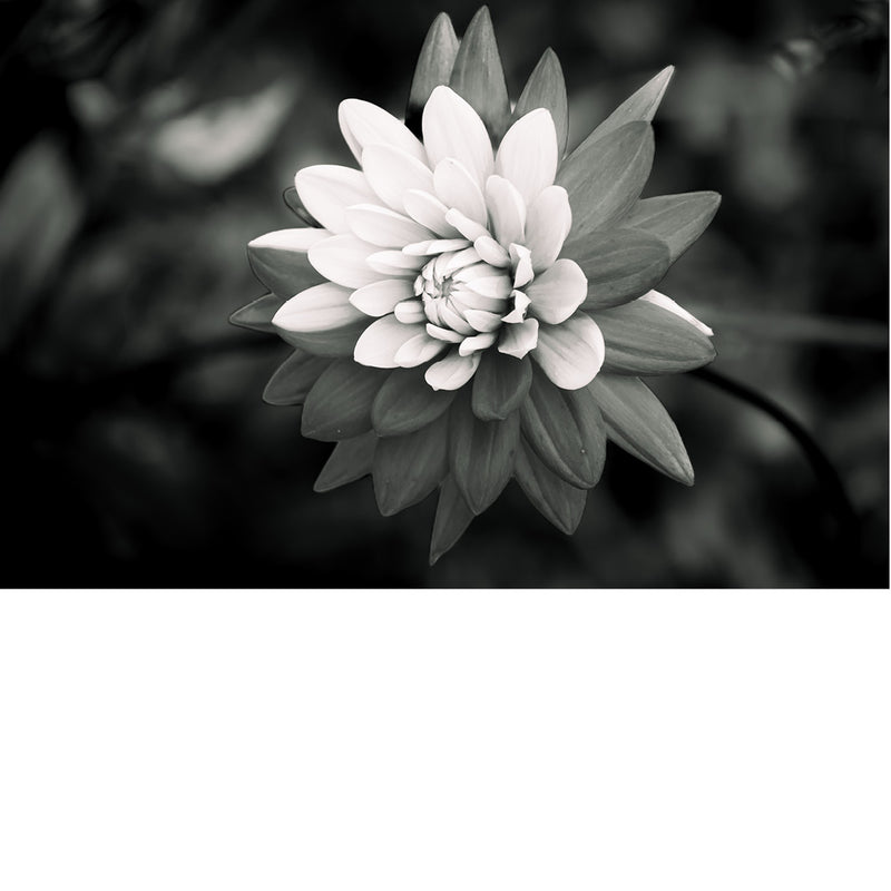 macrofoto van een mooie Dahlia in zwart-wit