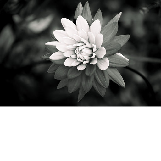 macrofoto van een mooie Dahlia in zwart-wit
