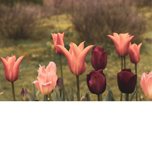 natuurfoto van een groep tulpen in mooie roze tinten